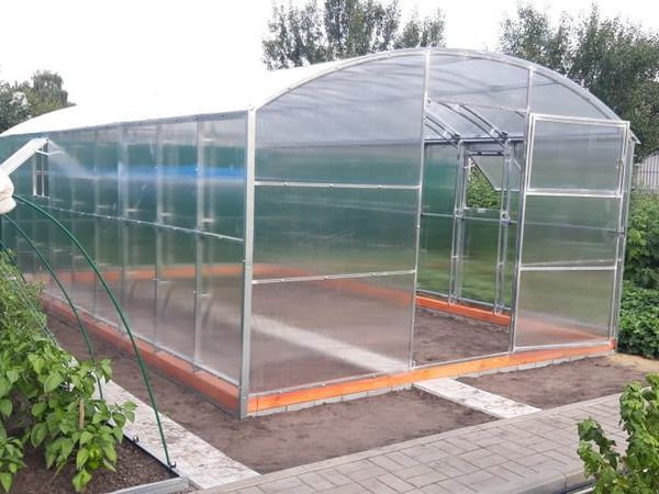 Редиска в теплице